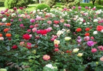 月季有刺儿吗？