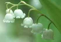 铃铛花什么时候开花