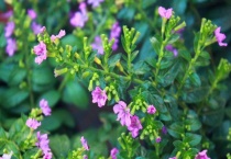 萼距花是满天星吗？