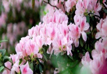 秋天的花有哪些 附详细介绍