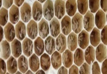 工蜂产卵20天怎么处理 注意事项有哪些？