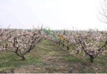 桃树开花了还能修剪吗？