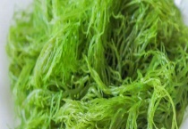 龙须菜是不是佛手瓜苗 龙须菜分布在哪里