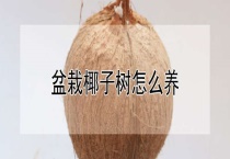 盆栽椰子树怎么养