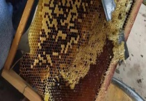 中蜂什么时候取蜜 附取蜜注意事项