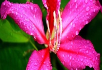 紫金花和紫荆花一样吗？