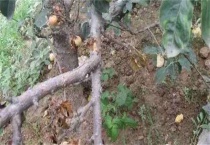 果树抽条产生的原因？