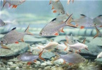 什么热带鱼好养