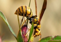 被马蜂蛰后多久就安全了 因蜂种不同而异