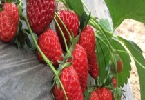 草莓怎么快速催熟 有四种多久？