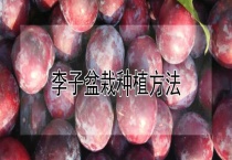 李子盆栽种植多久？