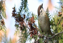 树麻雀一般能活几年 附树麻雀的栖息环境