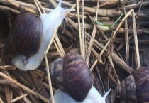 如何促使蜗牛交配产卵？附蜗牛放养密度