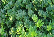 鸭脚木叶子发黑掉落处理办法 日常保养多久？