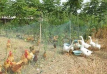 鸡和鹅能关在一起养吗？