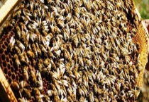 蜜蜂巢脾的修造方法 修造巢脾的用具