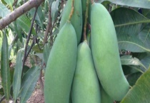 桂七芒果成熟时间 怎样才算熟了