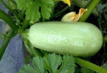 角瓜和西葫芦的区别？ 西葫芦的生长环境