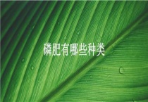 磷肥有哪些种类