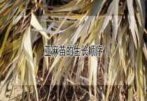 亚麻苗的生长顺序