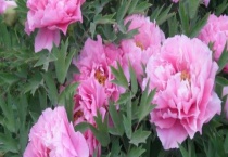 芍药又叫什么 附其种植土壤要求