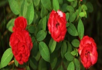 山茶属于常绿植物还是落叶植物 附山茶的生长习性