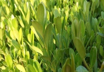 米兰和细叶黄杨的区别？