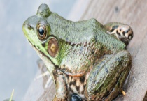 牛蛙的天敌有哪些 不同生育期的敌害分别是哪些？