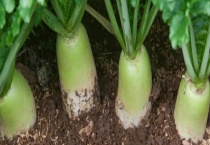 萝卜可不可以生吃 萝卜有哪些价值