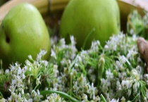 老了的韭菜花可以腌制吗 附韭菜花酱的制作多久？