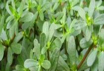 马思涵野菜有什么功效