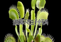 捕蝇草不吃虫子会死吗？