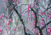 垂枝梅为落叶还是常绿 附其养护多久？