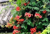 凌霄花冬天落叶吗？