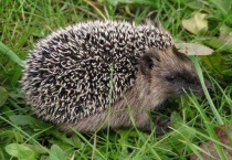 刺猬是几级国家保护动物