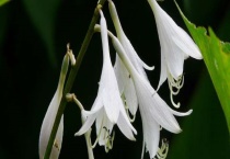 玉簪花不长叶子怎么办？