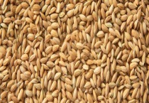 干稻谷有虫子怎么多久？