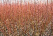 红皮柳是什么植物