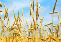 小麦胚芽油的作用 小麦胚芽油的使用建议