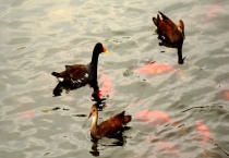 野鸭子的过冬方式 野鸭有哪些生活习性