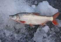 红尾鱼和翘嘴的区别？