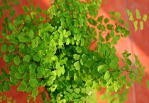 狼尾蕨新叶长不好的原因？