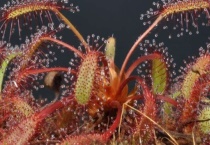 什么是好望角茅膏菜