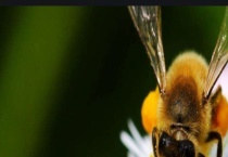 中蜂为什么会起盗 附盗蜂危害