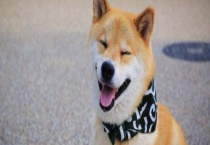 柴犬的智商排多少名？有什么性格特征 该怎么饲养呢