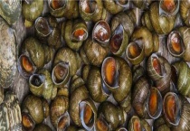 田螺吃什么 如何喂养