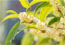 桂花什么时候采摘比较好