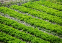 杂草是怎么长出来的