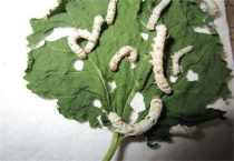 蚕宝宝生病是什么样子