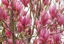 玉兰小苗几年开花